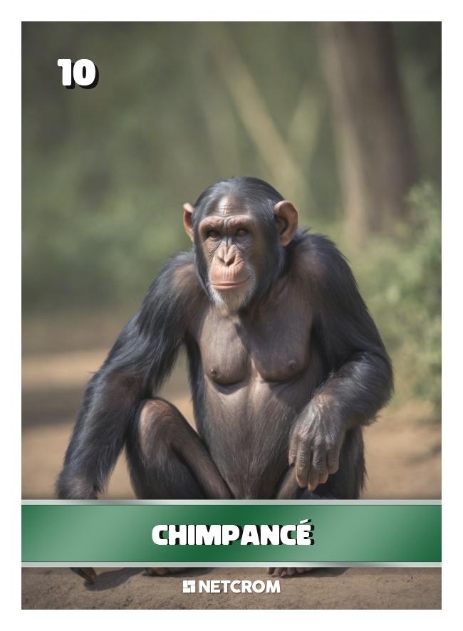 Chimpancé