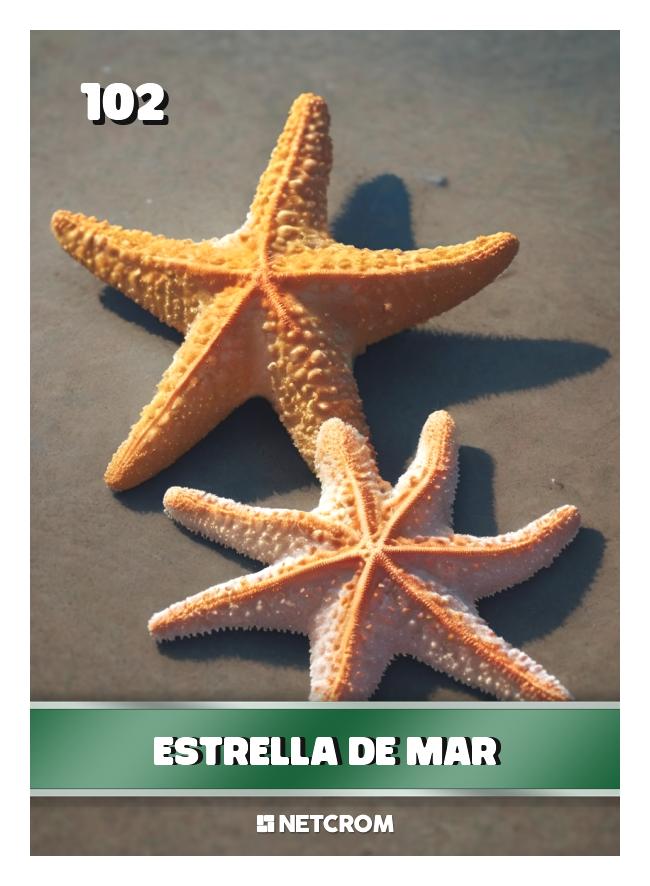 Estrella de mar Estrella de mar