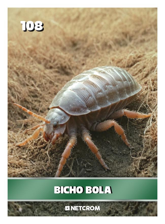 Bicho bola Bicho bola