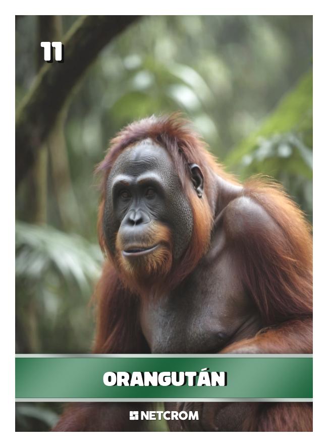 Orangután