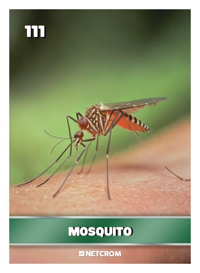 Mosquito Mosquito