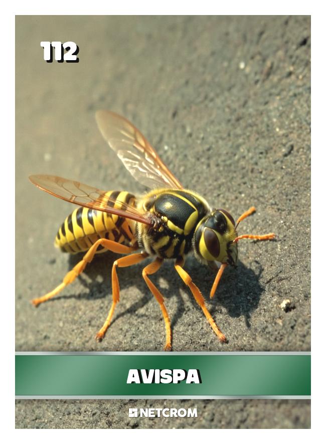 Avispa Avispa