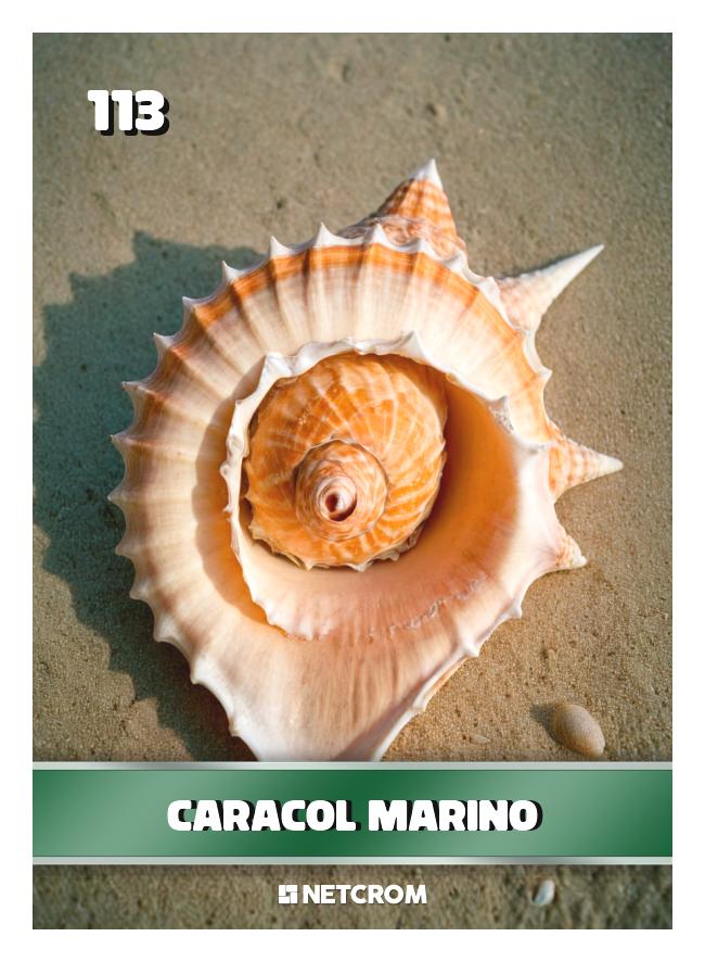 Caracol marino Caracol marino