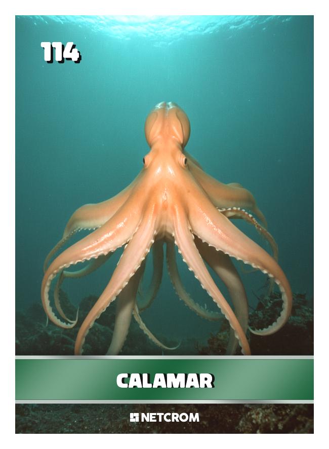 Calamar