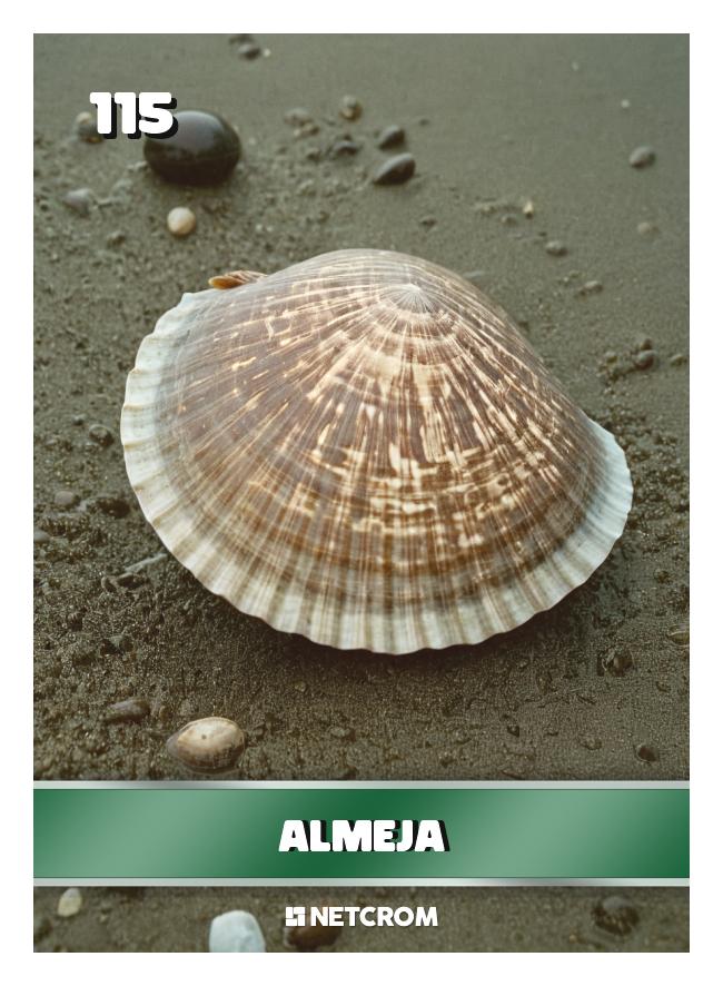Almeja Almeja