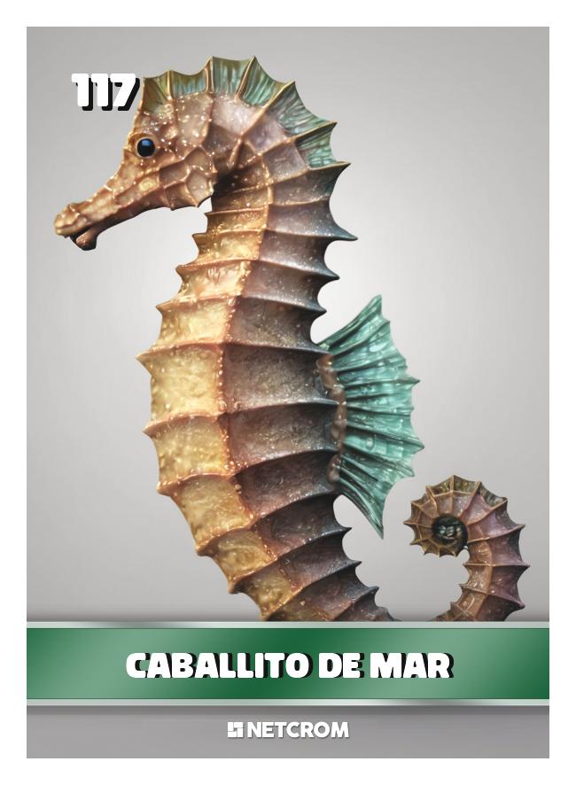 Caballito de mar Caballito de mar
