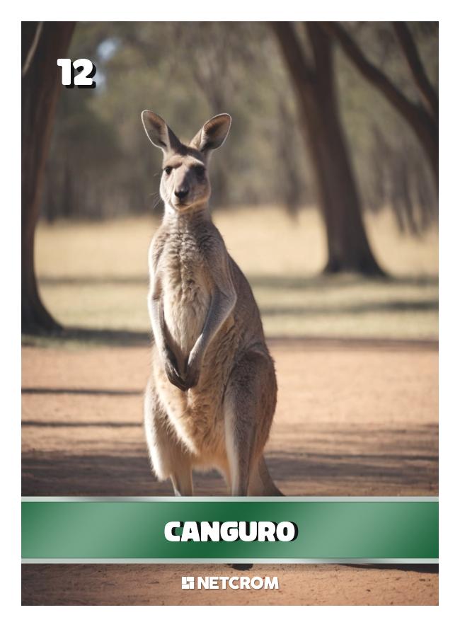 Canguro