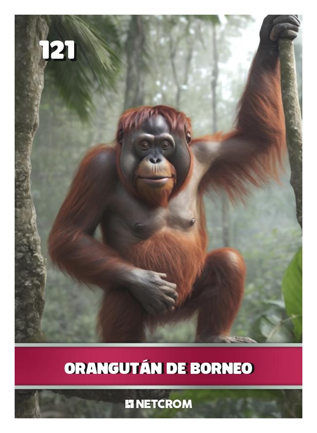 Orangután de Borneo Orangután de Borneo