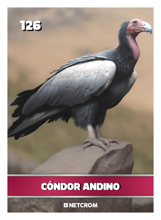Cóndor Andino Cóndor Andino