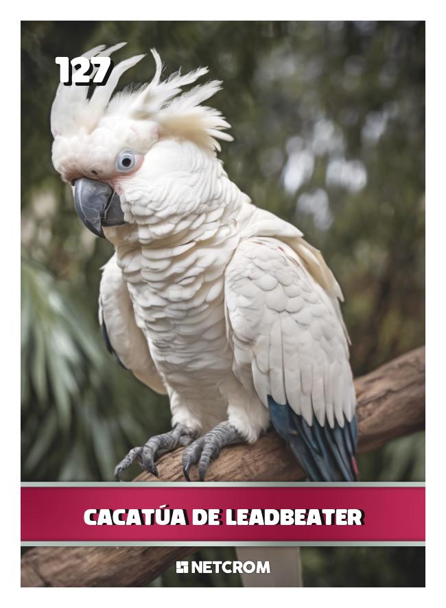 Cacatúa de Leadbeater Cacatúa de Leadbeater