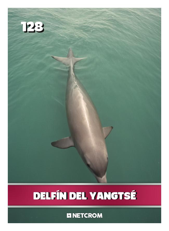 Delfín del Yangtsé