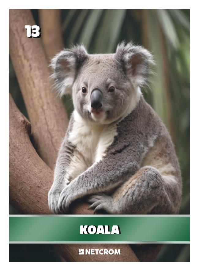 Koala