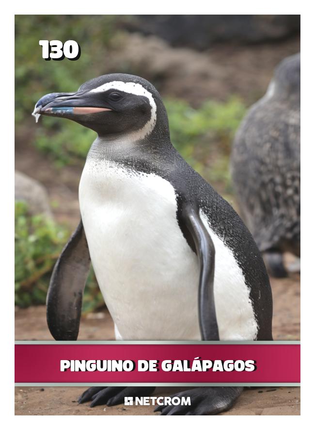 Pinguino de Galápagos