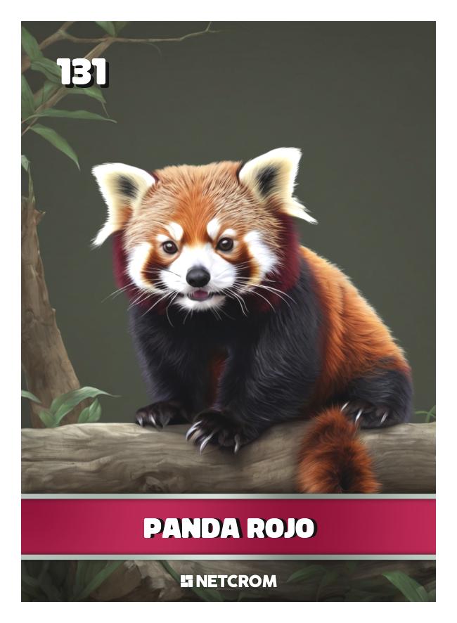 Panda Rojo Panda Rojo