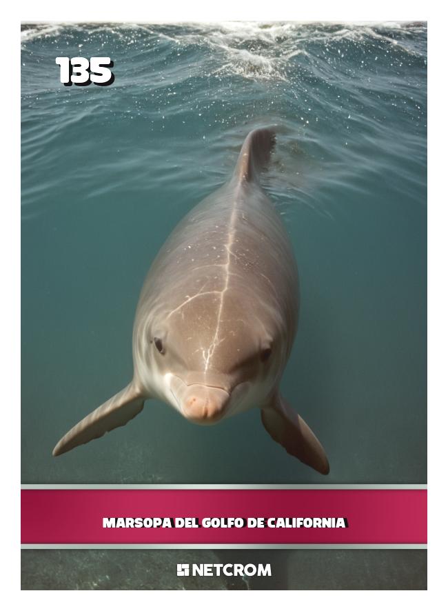 Marsopa del Golfo de California Marsopa del Golfo de California
