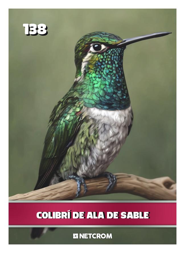 Colibrí de Ala de Sable Colibrí de Ala de Sable