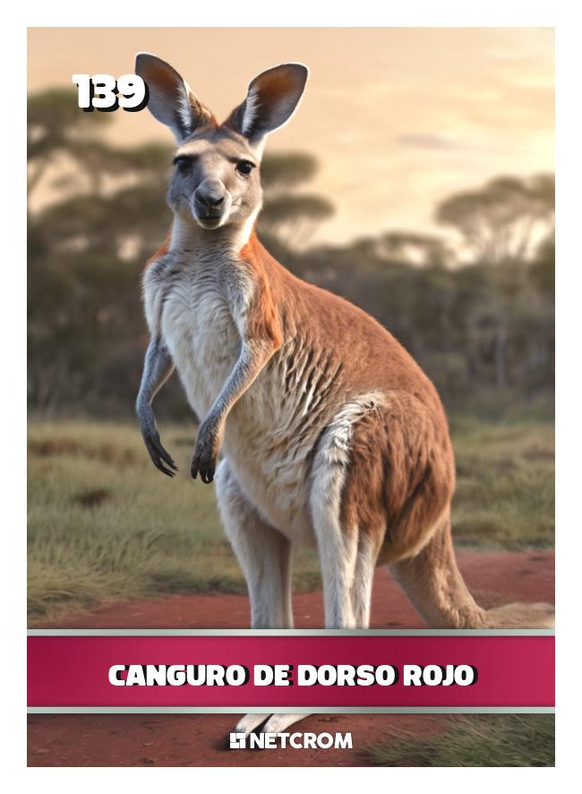 Canguro de Dorso Rojo Canguro de Dorso Rojo