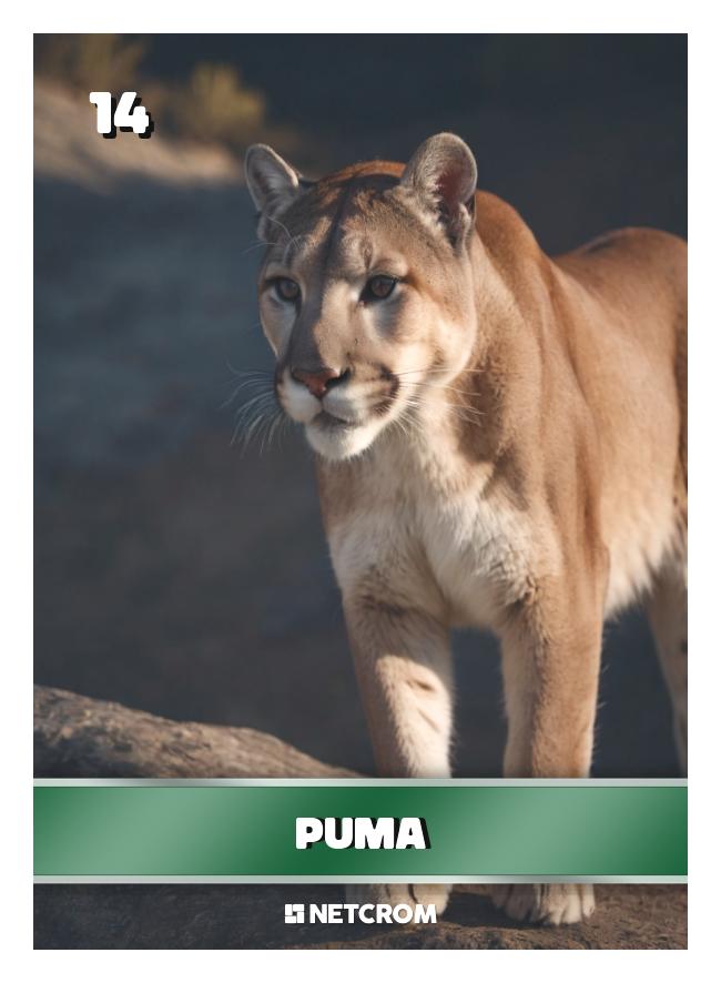 Puma