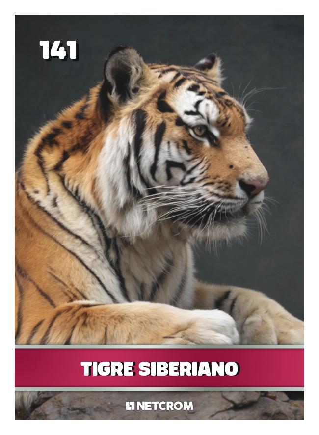 Tigre Siberiano Tigre Siberiano