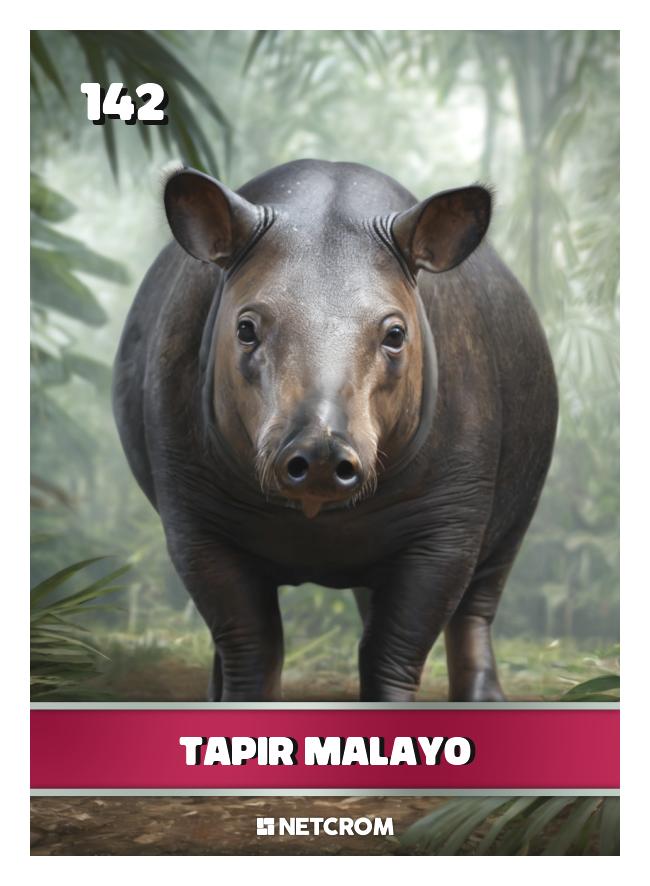 Tapir Malayo Tapir Malayo