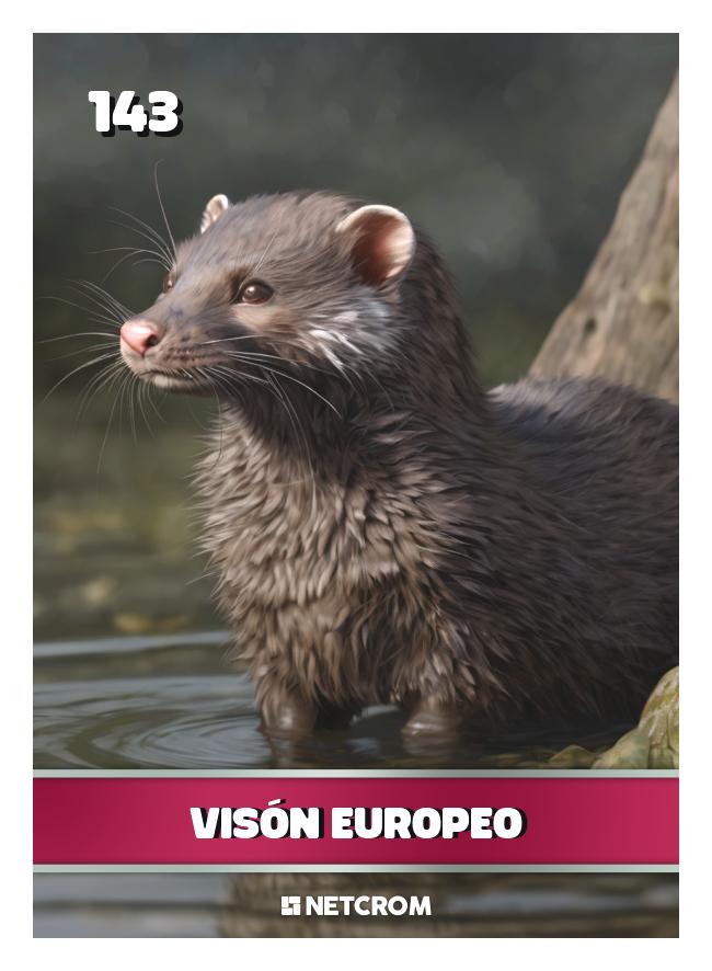 Visón Europeo Visón Europeo
