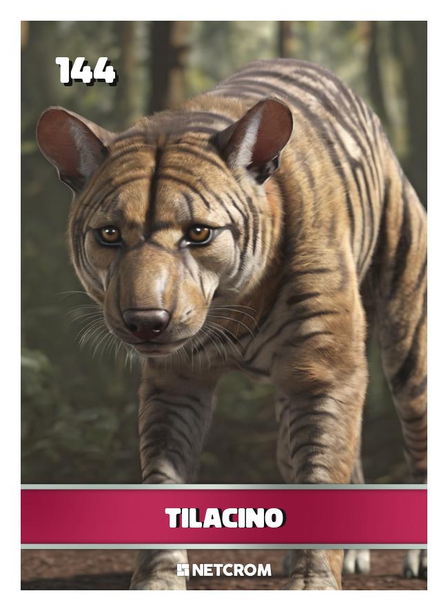 Tilacino Tilacino