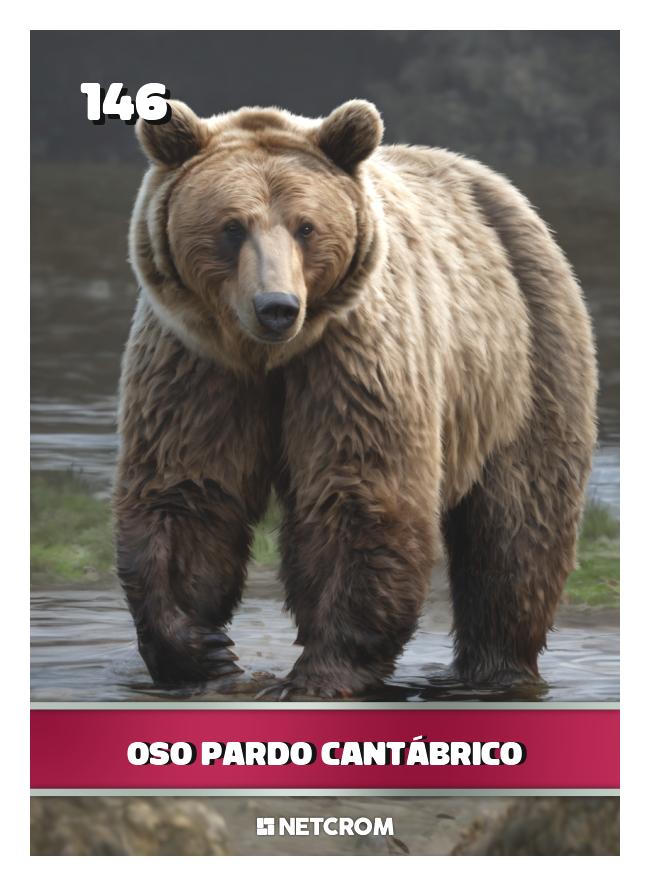 Oso Pardo Cantábrico Oso Pardo Cantábrico