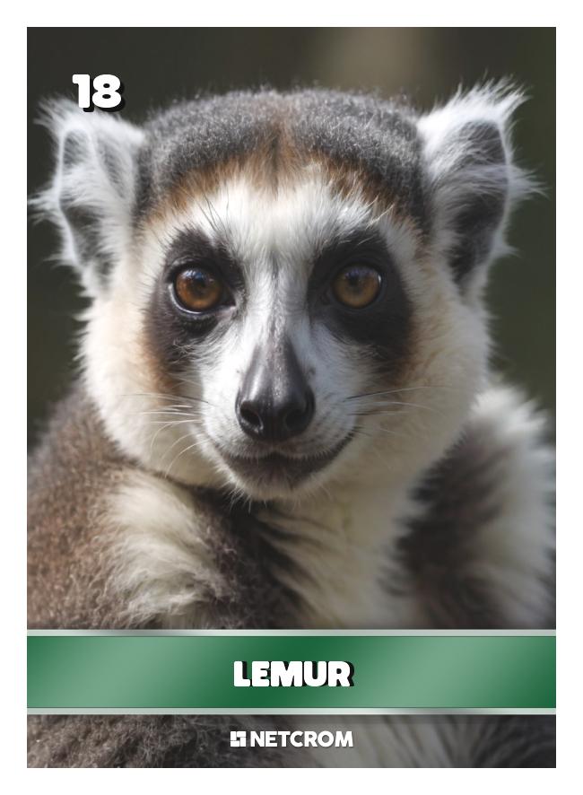 Lemur