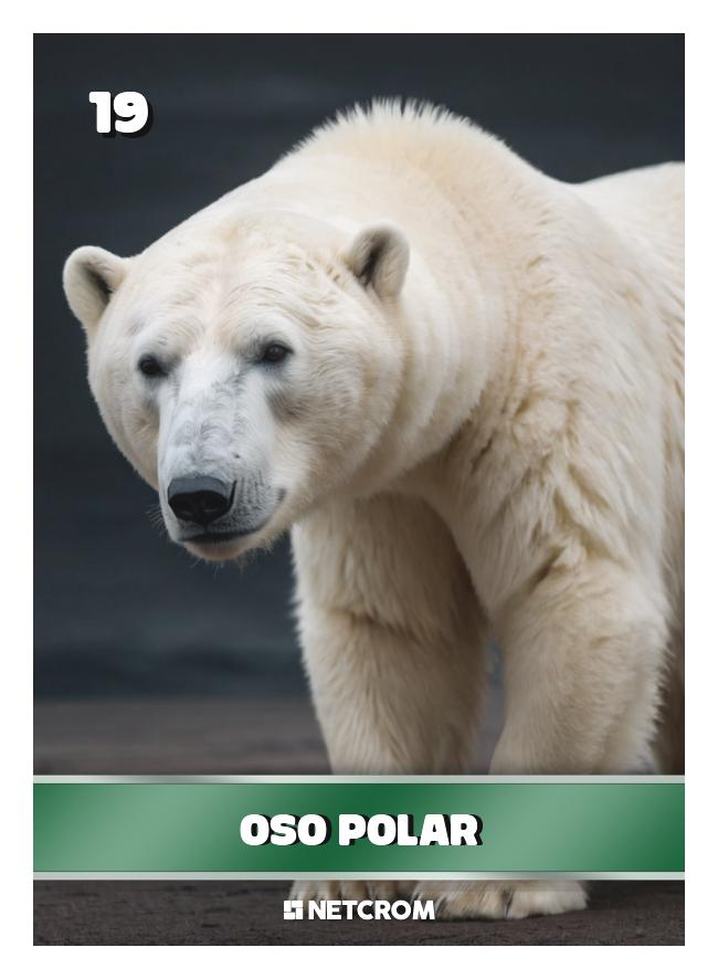 Oso Polar