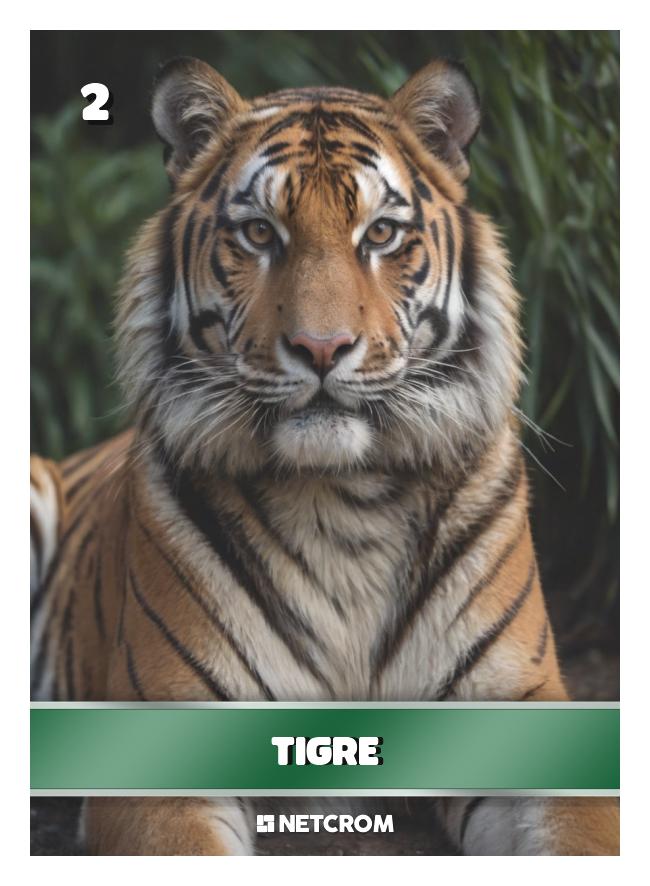 Tigre