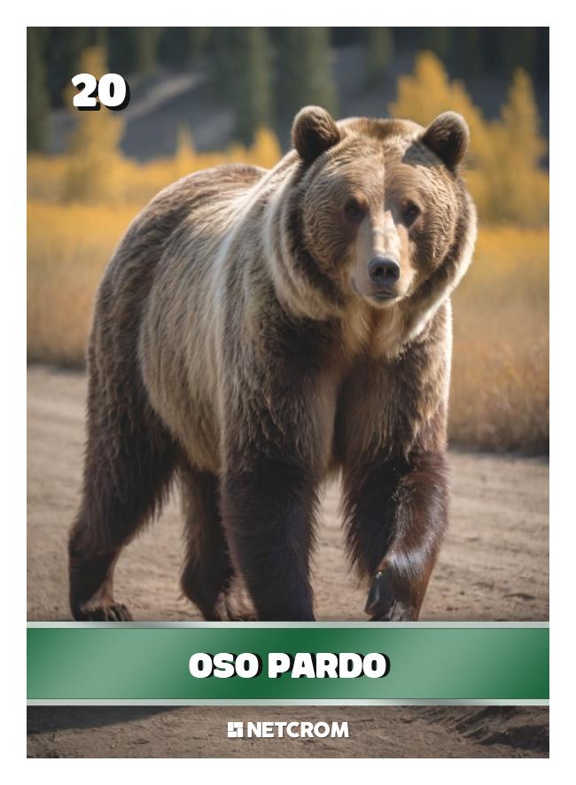 Oso Pardo