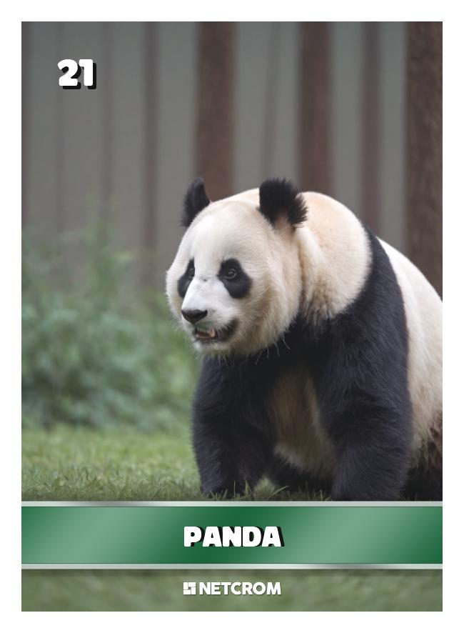 Panda