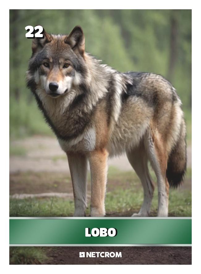 Lobo