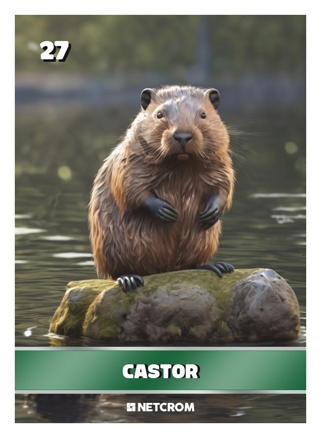 Castor