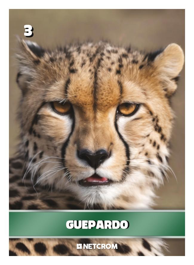 Guepardo