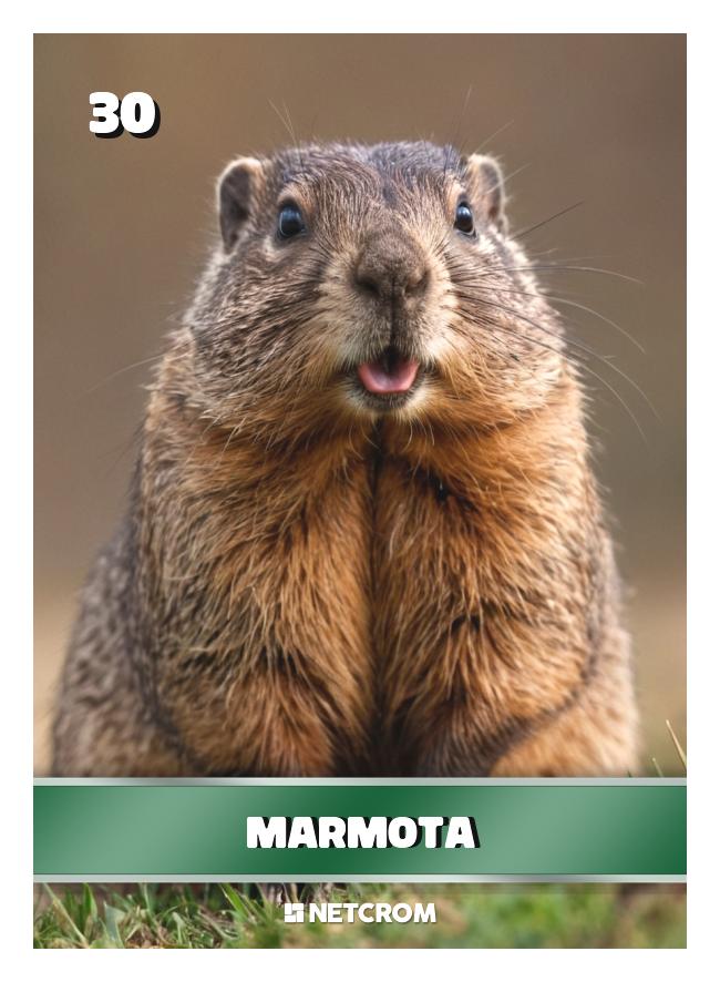 Marmota