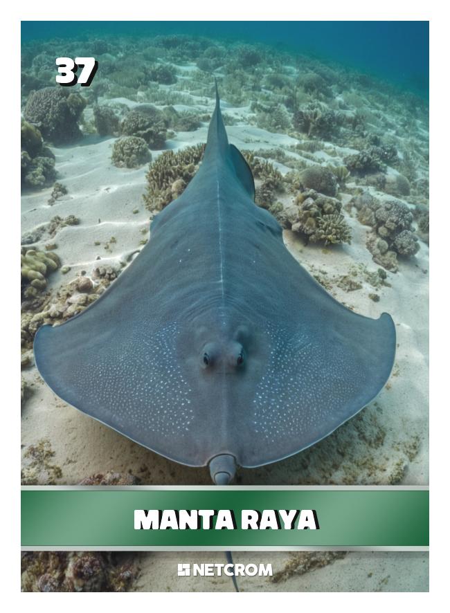 Manta raya