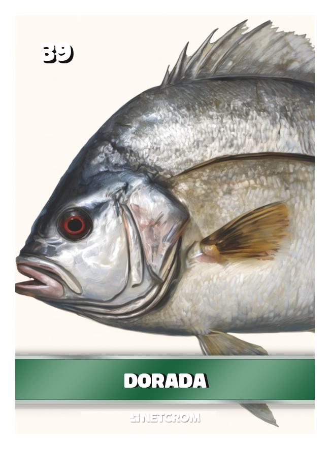Dorada