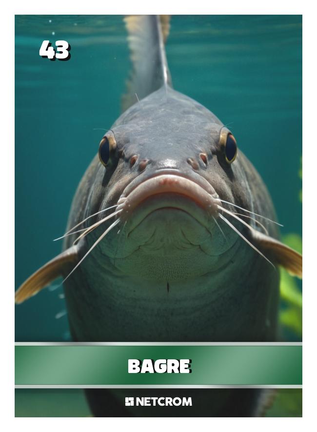 Bagre