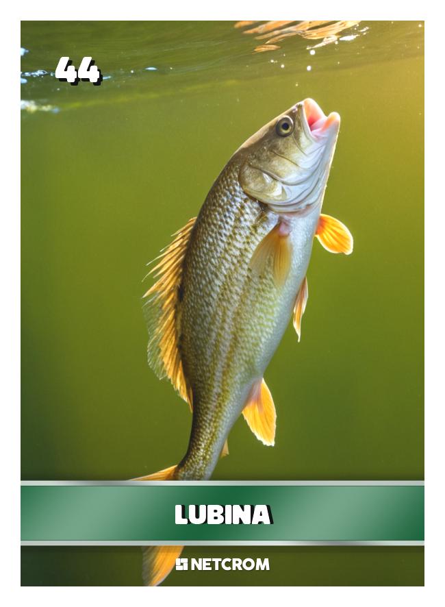 Lubina