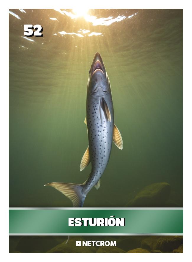 Esturión