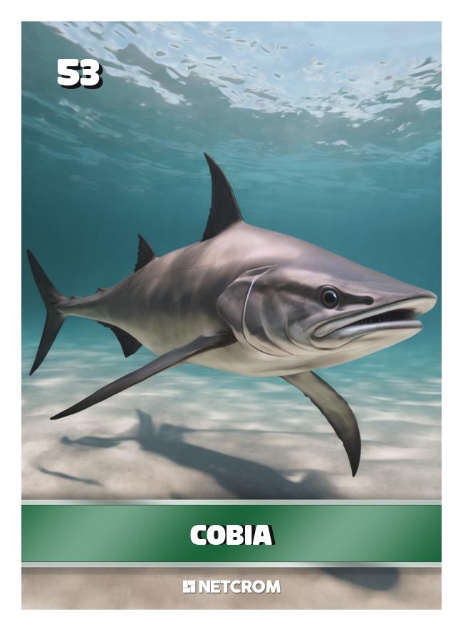 Cobia