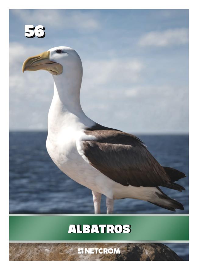 Albatros