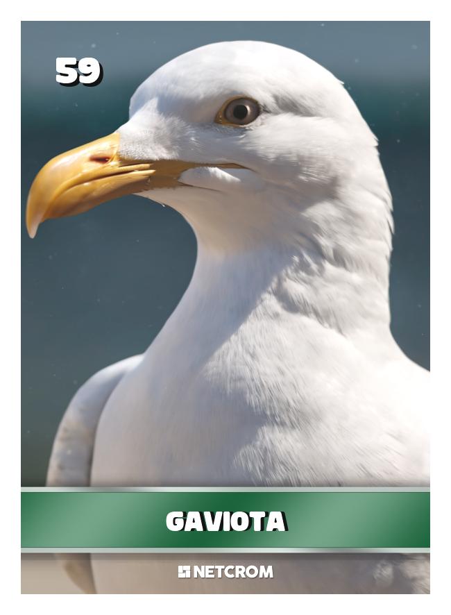 Gaviota