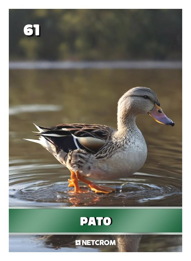 Pato