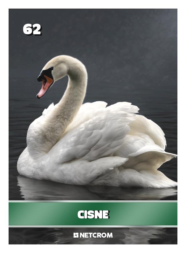 cisne