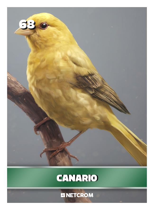 Canario