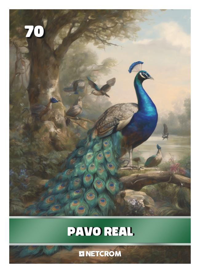 Pavo Real