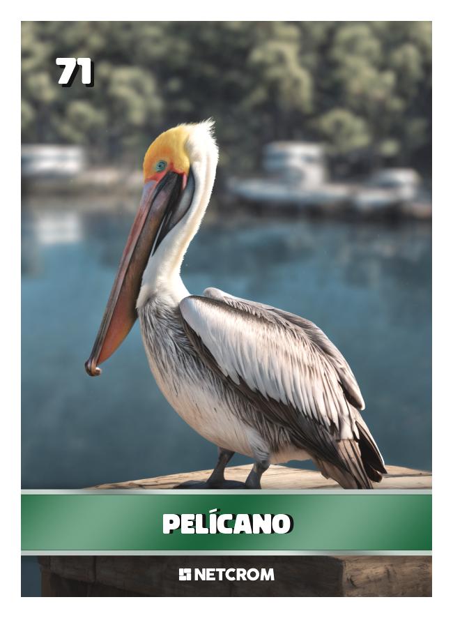 Pelícano