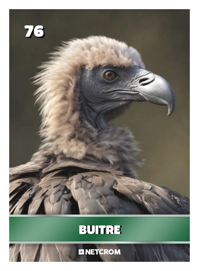 Buitre Buitre